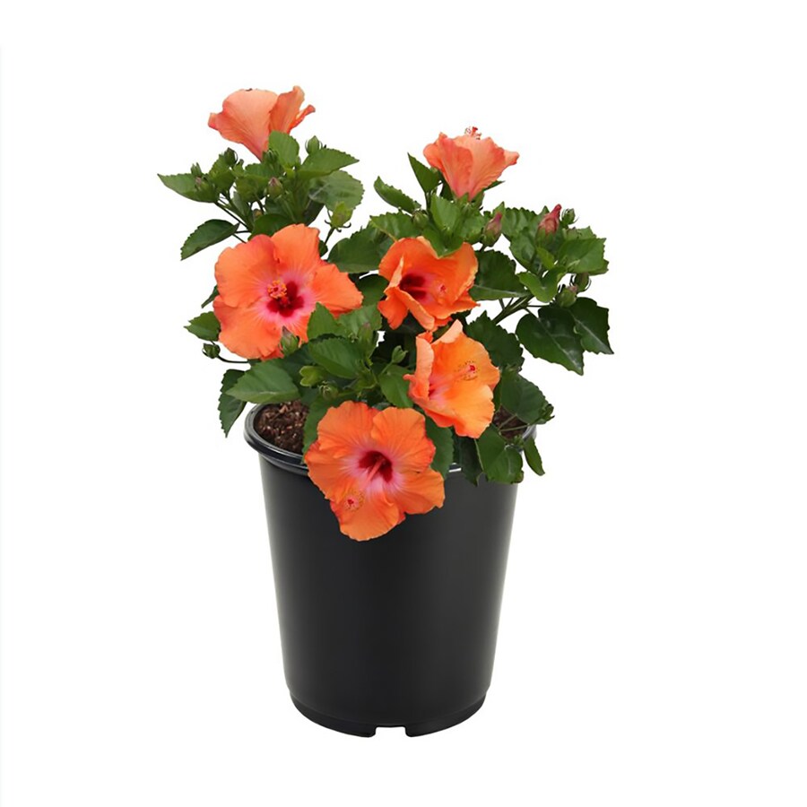 Shop 2.5Quart Mixed Hibiscus Flowering Shrub (L10437) at