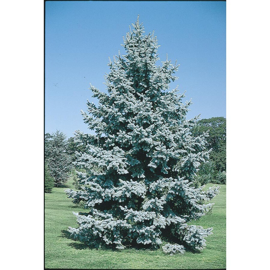 8 75 Gallon Significant Colorado Blue Spruce Feature Tree L3937 In The Trees Department At Lowes Com