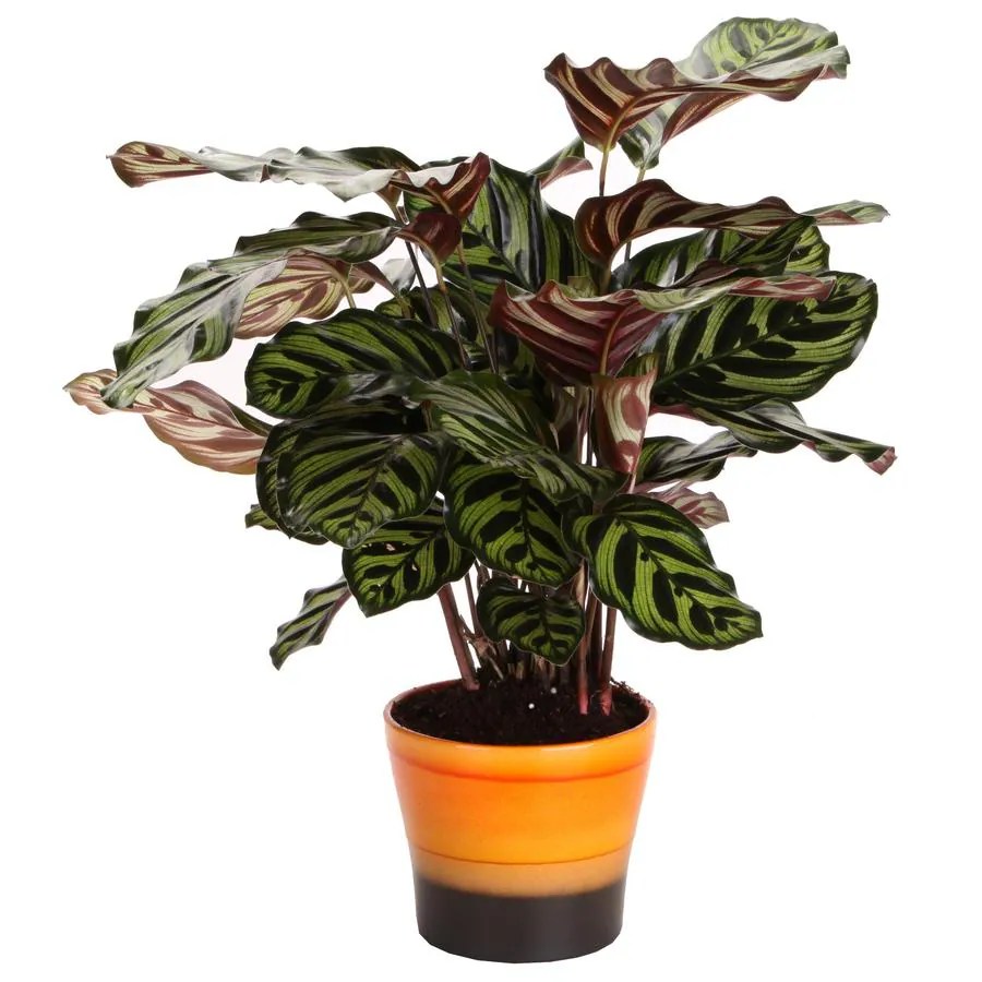 Shop 6in Peacock Plant in Planter at