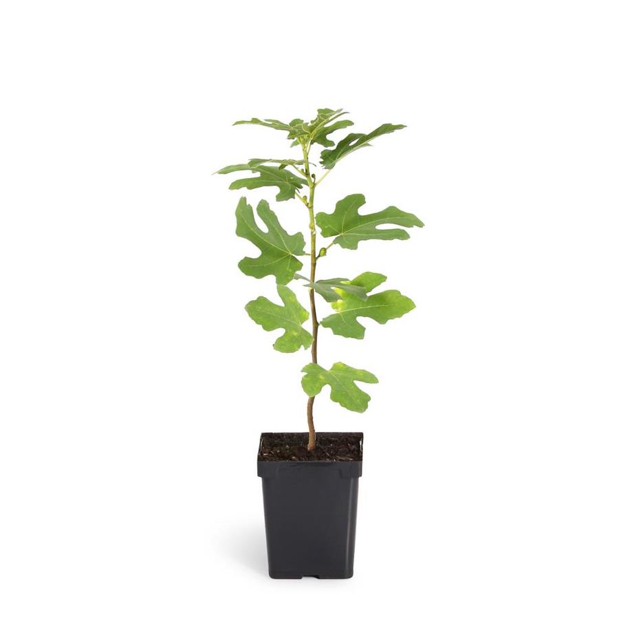 Brighter Blooms 2 Quart Lsu Purple Fig Tree Fruit In Pot The Trees Department At Lowes Com