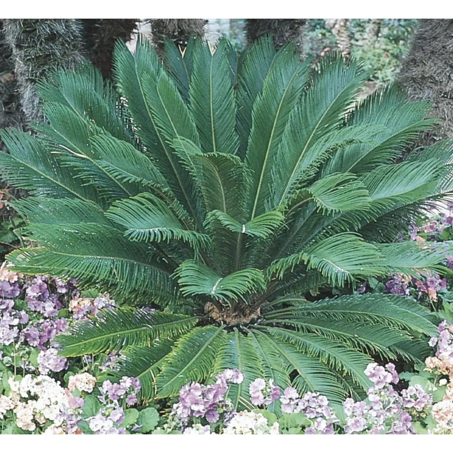 Shop 26Gallon Sago Palm (LTL0026) at