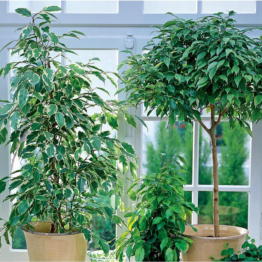 Shop 1.57Quart Ficus (L20939HP) at