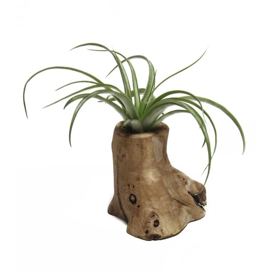 1Pack Air Plant in Teak Planter (L21596) in the House