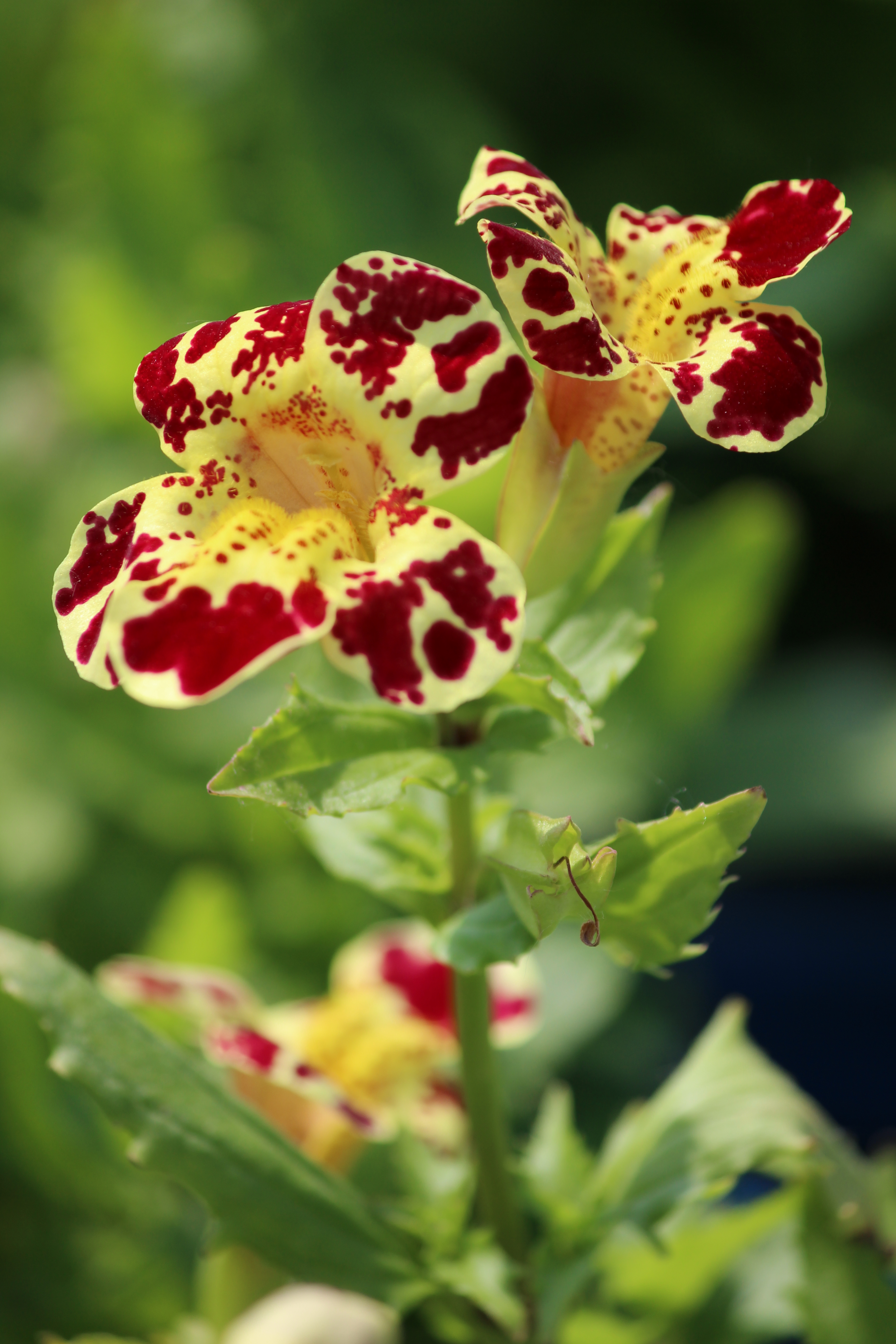 Yellow Monkey Flower Mimulus luteus Moore Water Gardens