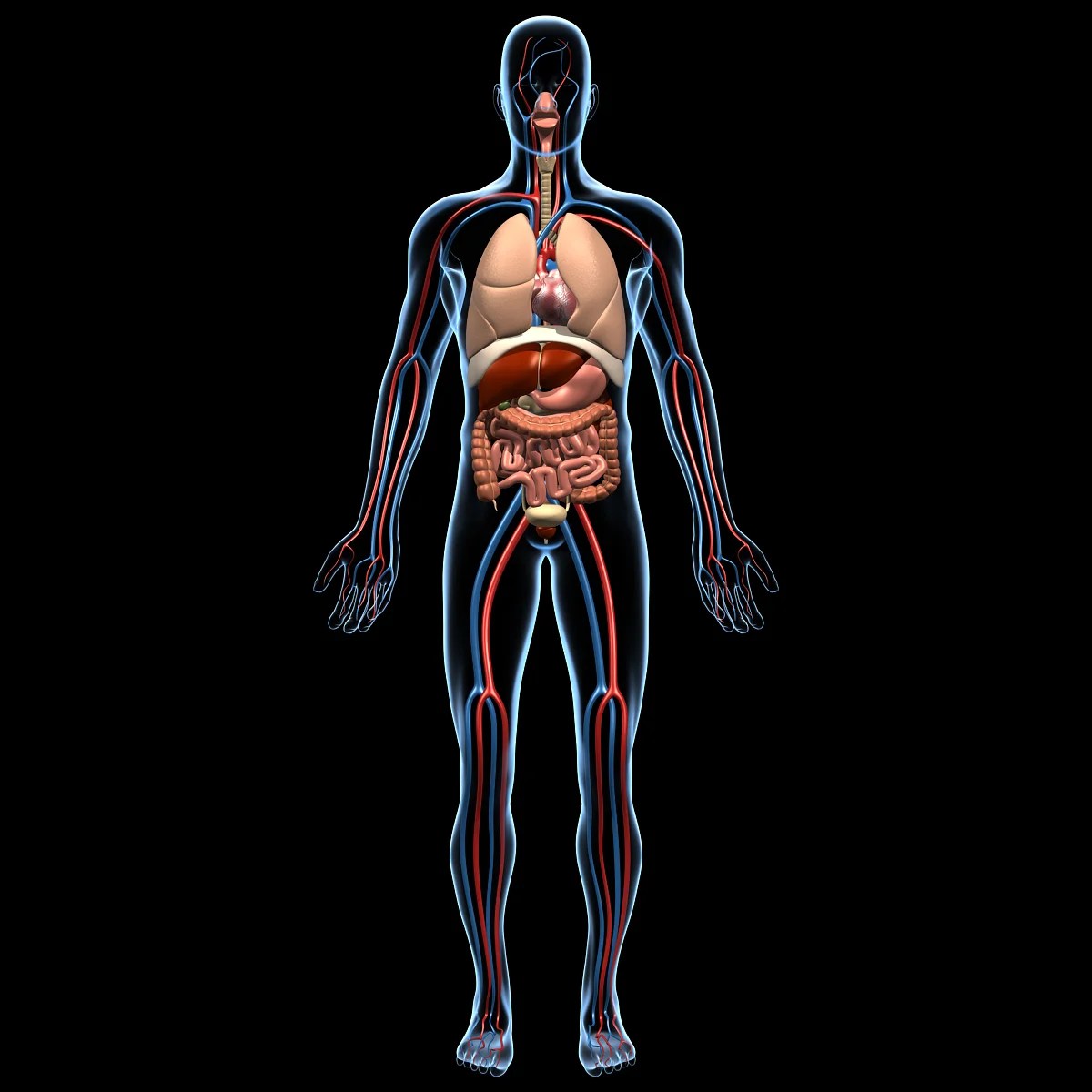 Human Anatomy MotionCow