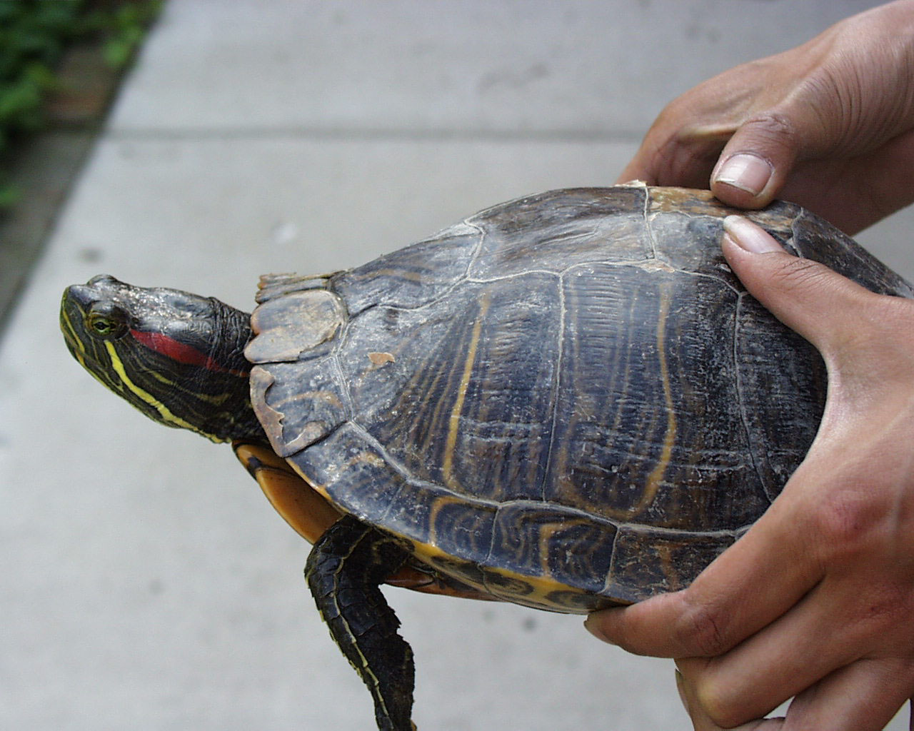The Earth on its Back My Chicago Botanic Garden