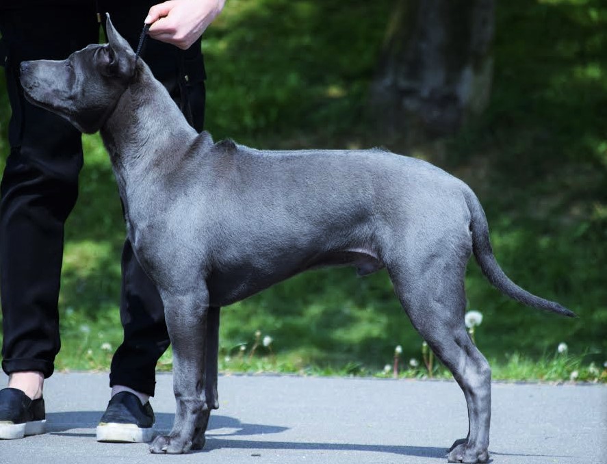 Thai Ridgeback Part 9