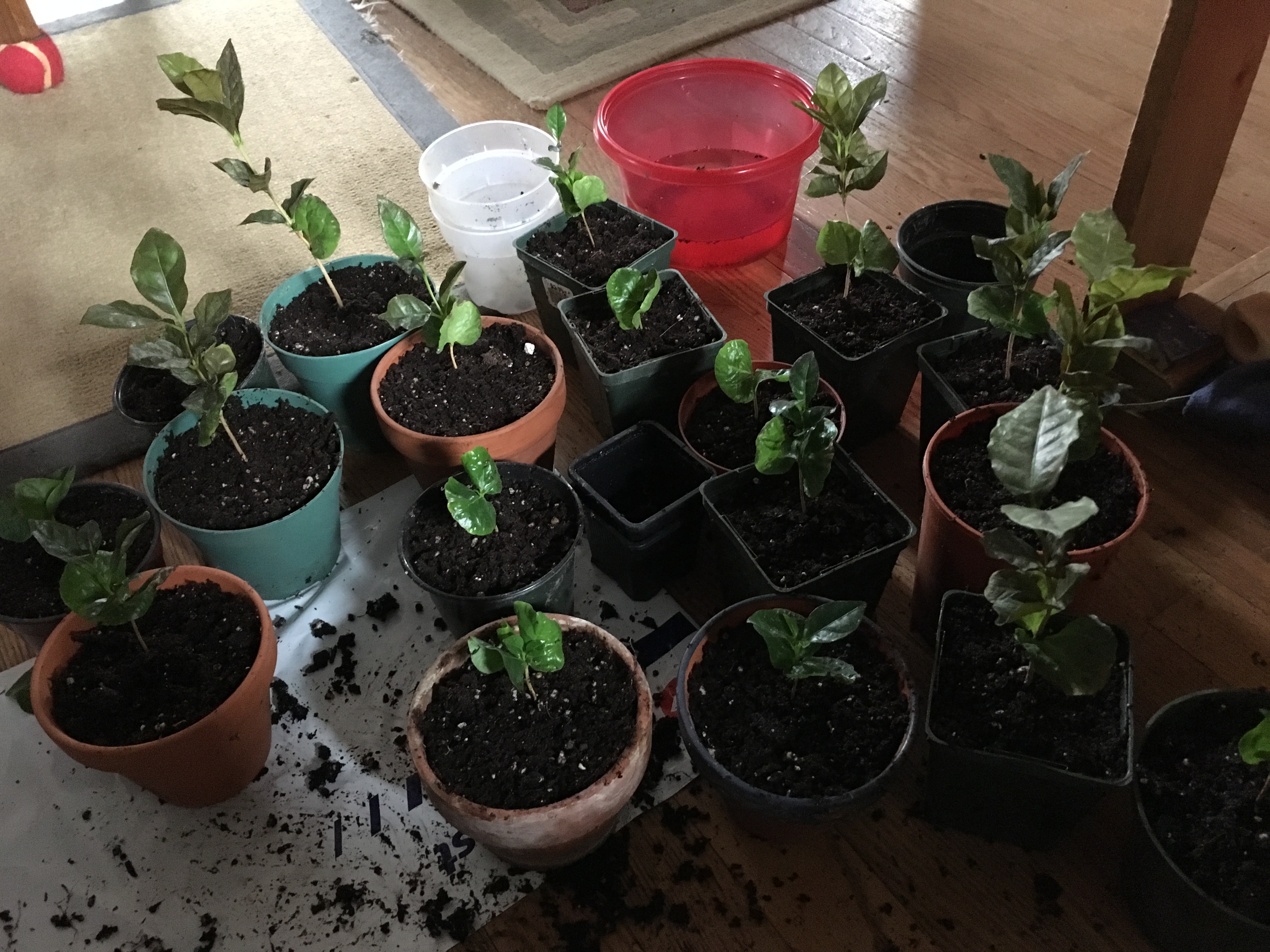 Growing a Coffee Plantation in Canada Naturally Robin