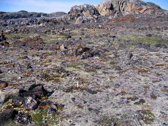 Flora of the Canadian Arctic Archipelago Saxifraga