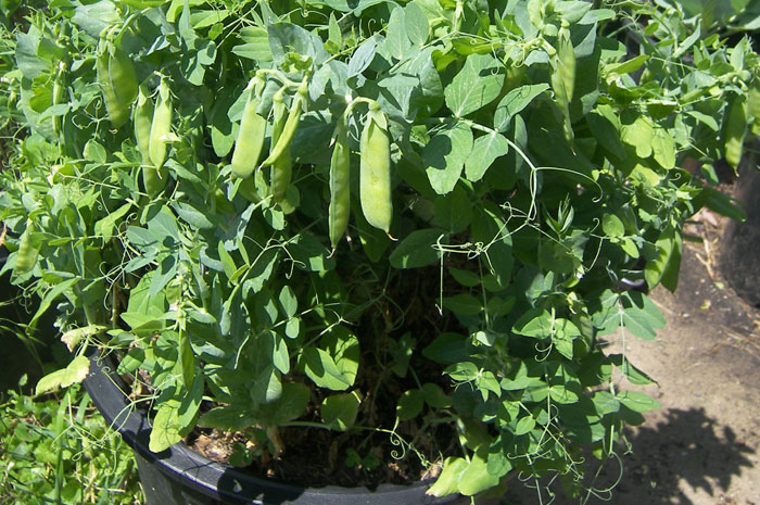 10 ways to use Baking Soda in gardens Using Baking Soda