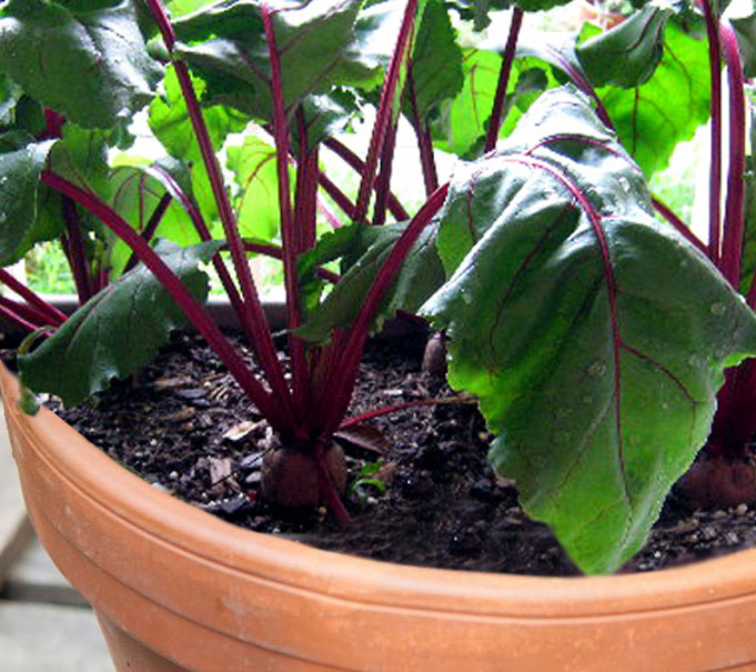 How to grow Beetroot Growing Beets in containers