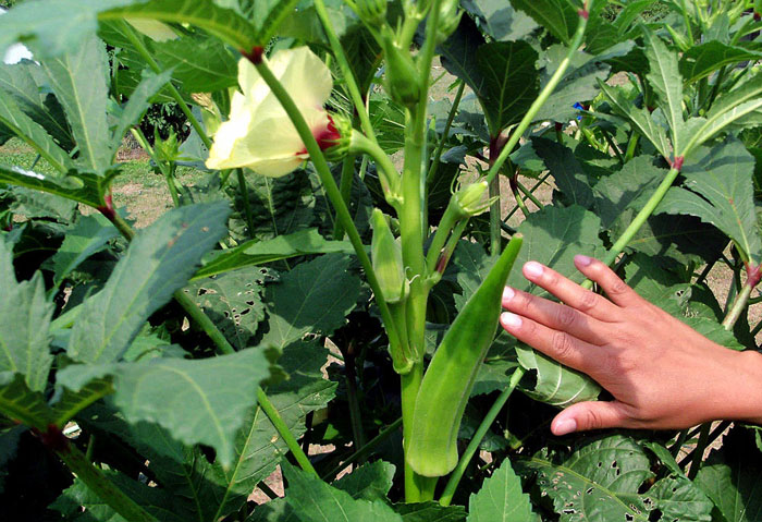 How to grow Okra Growing in a pot lady's fingers
