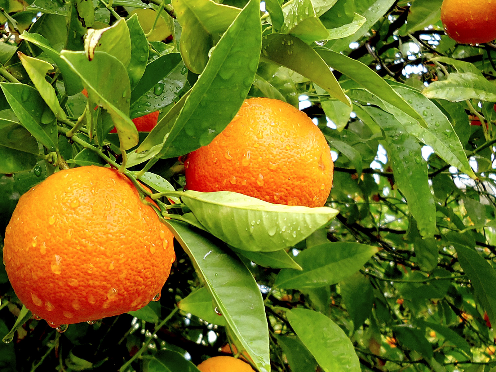 How to grow Orange in Container Growing Orange tree