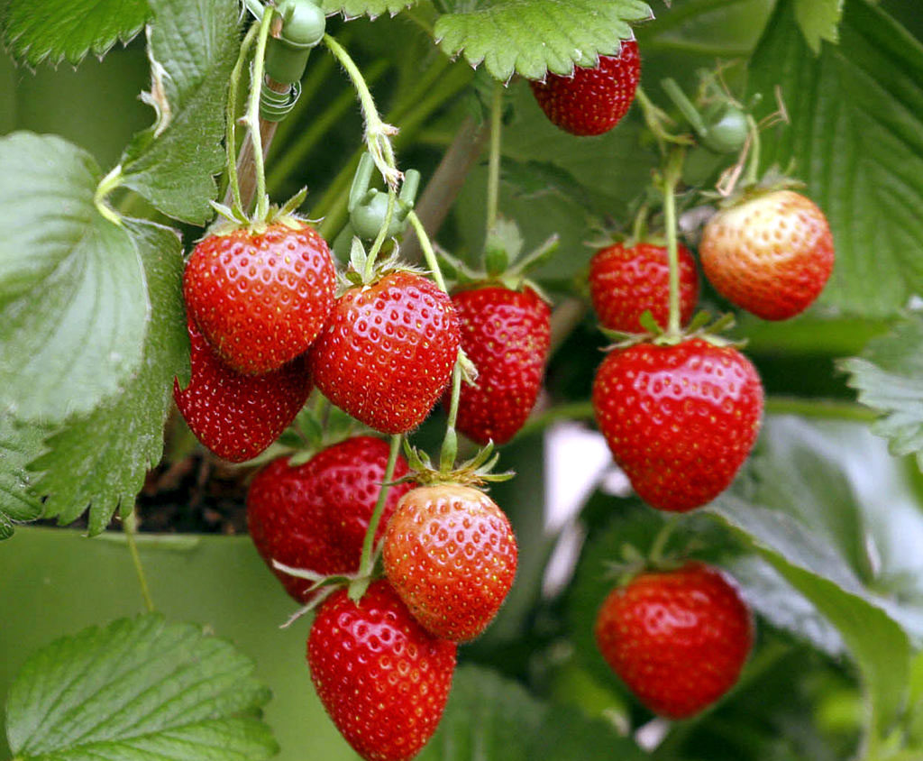 How to grow Strawberry in a container Growing
