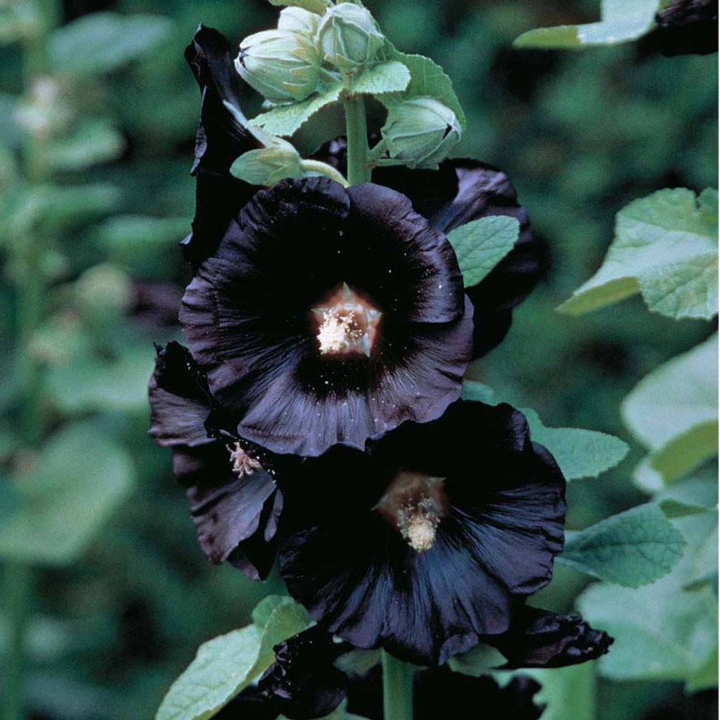 9 Dark Dramatic flowers Black flowers Dramatic plants