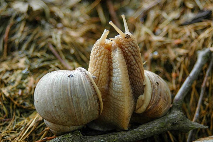 How Do Snails Mate? Ned Hardy