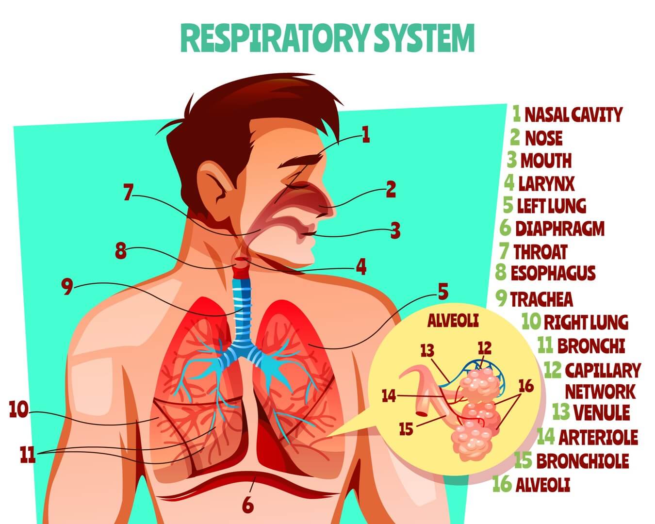 Introduction to Respiratory system NURSING LECTURE