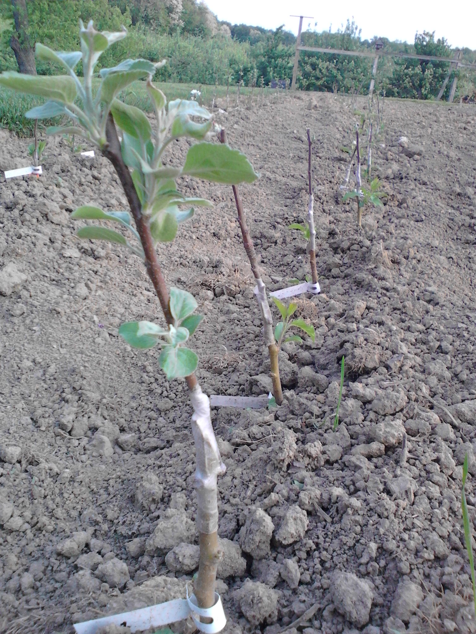 Replanting and Grafting Apple Trees Doll's Orchards