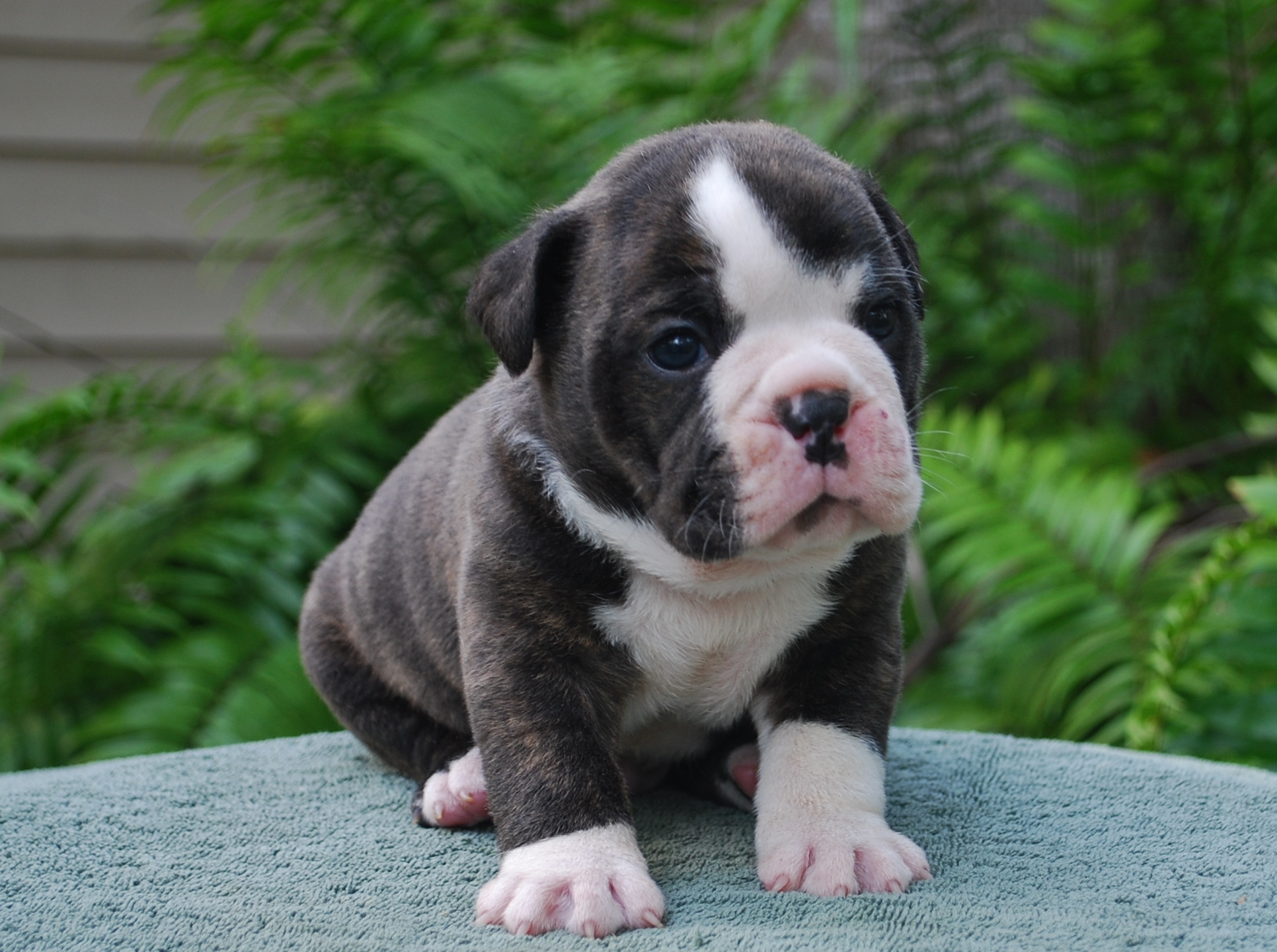 Meet Merlin Olde South Bulldogges
