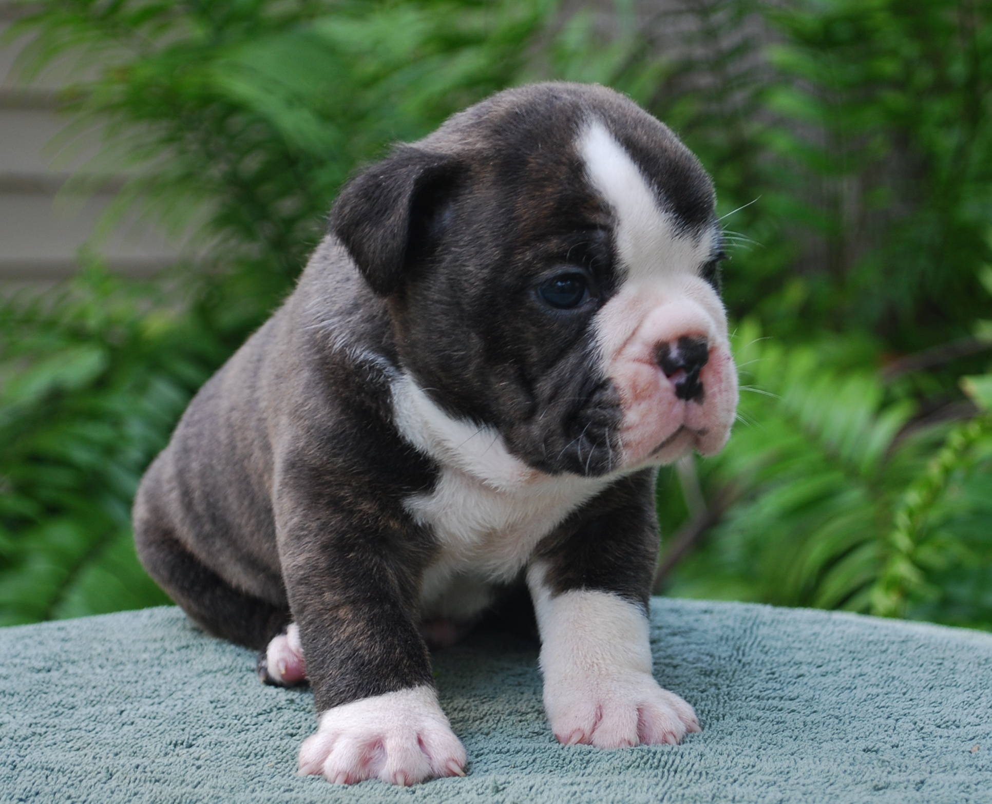 Meet Merlin Olde South Bulldogges