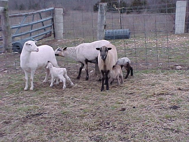 Katahdin and Barbados Hair Sheep
