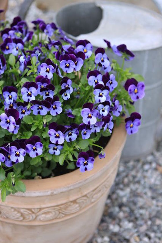 Stunning Spring Pots & Urns OMG Lifestyle Blog