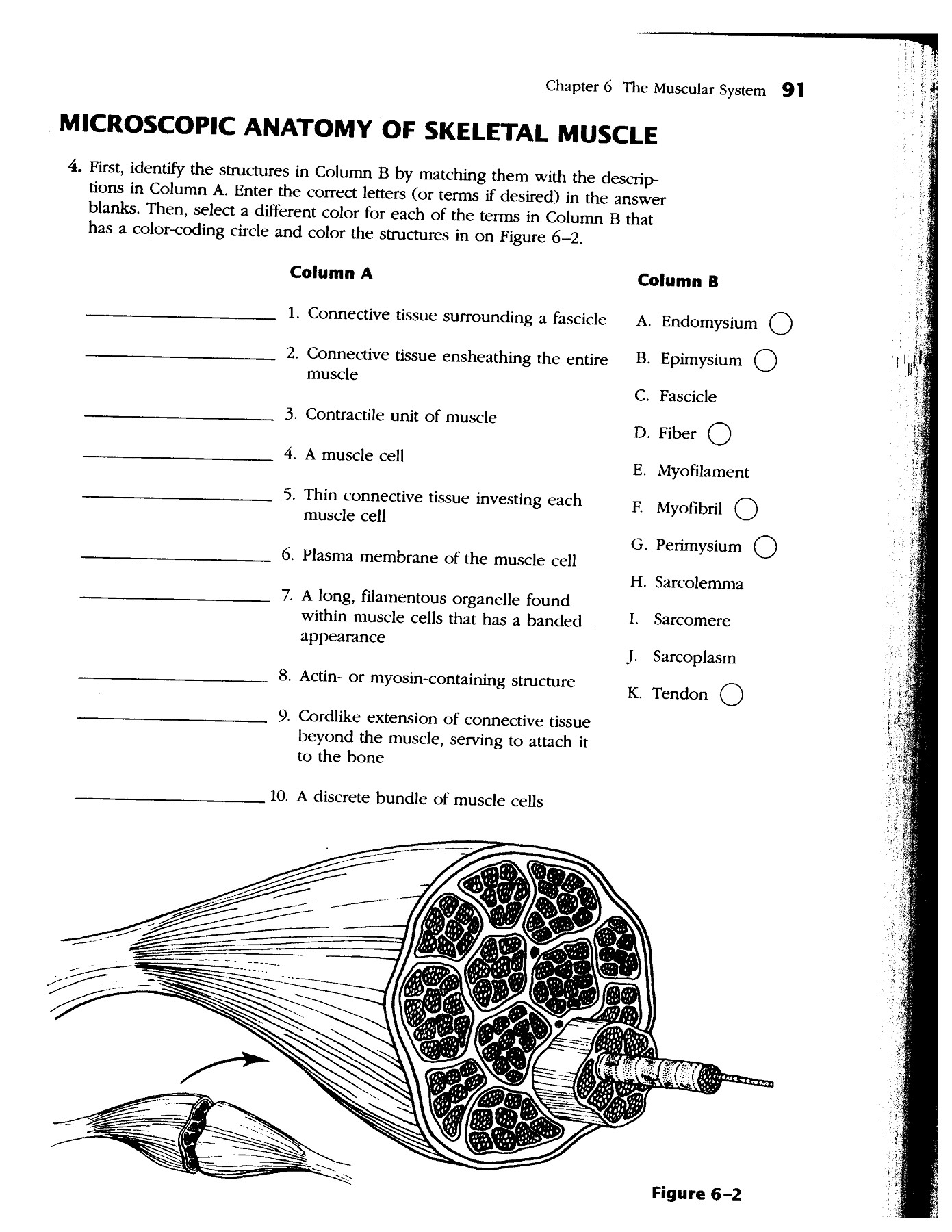 Chapter 4 Tissues And Membranes Worksheet Answers Ivuyteq
