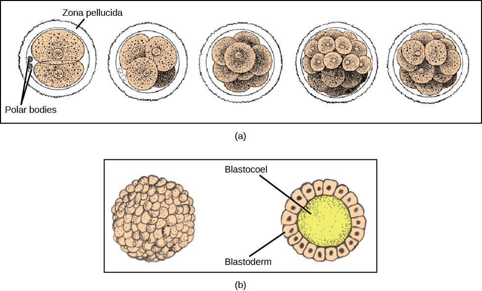 13.2 Development and Organogenesis Concepts of Biology 1st Canadian