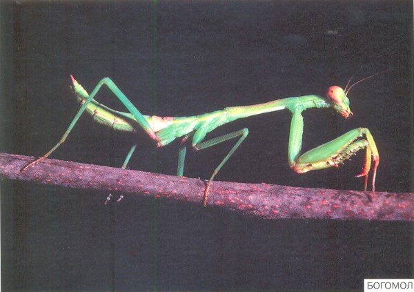 нарисовать шмеля и бабочку