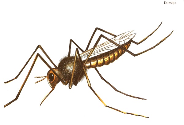 нарисовать шмеля и бабочку