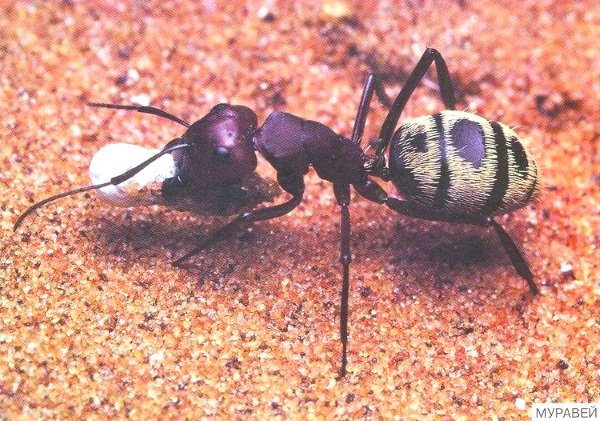 нарисовать шмеля и бабочку