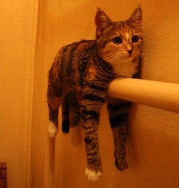 40 Ways Pets & Kids Give New Meaning To Home Organization The