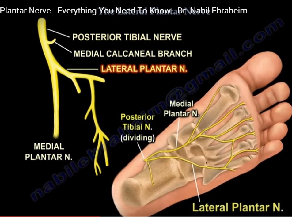 Anatomy of Lateral Plantar Nerve —