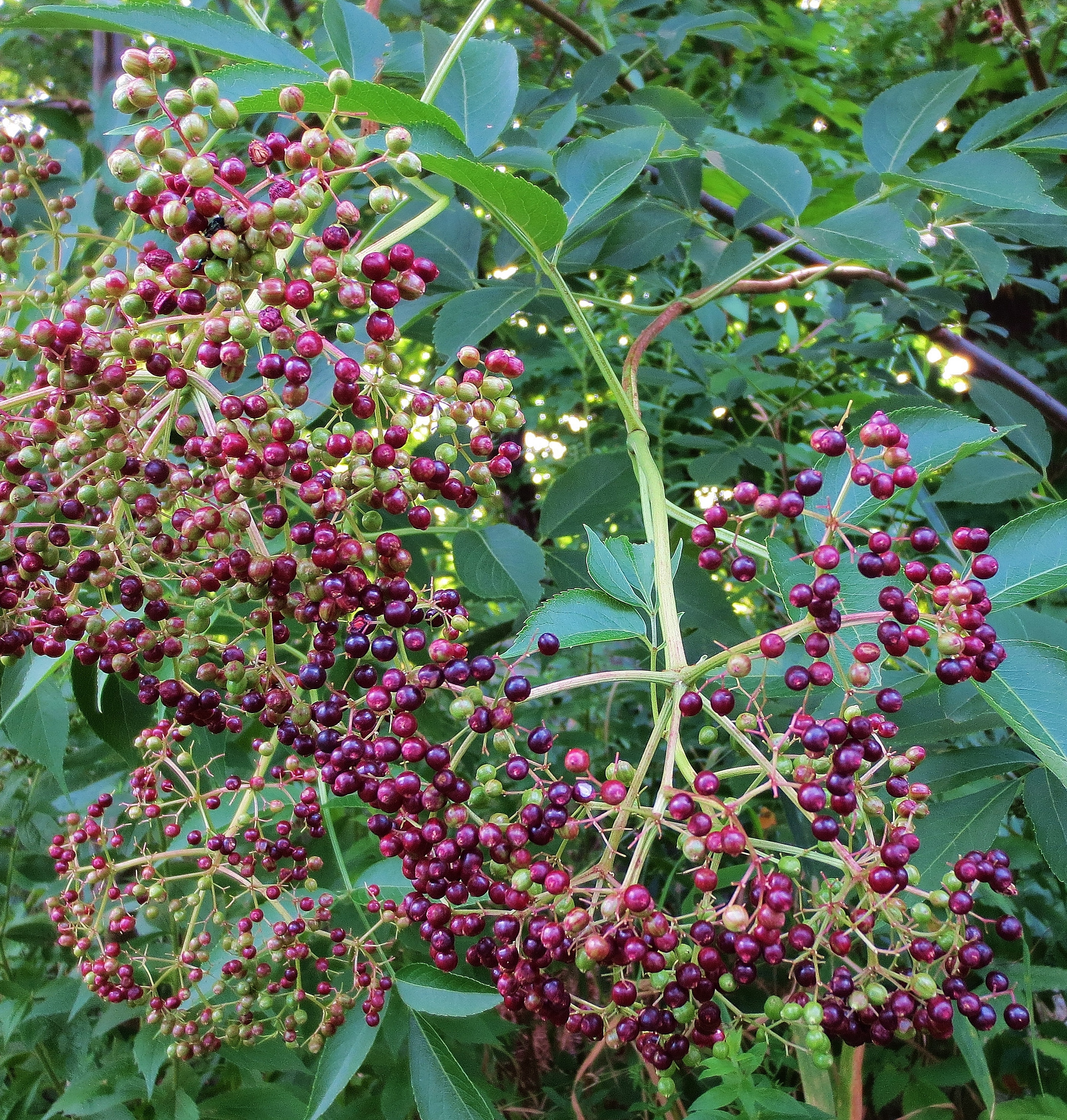 Elderberries
