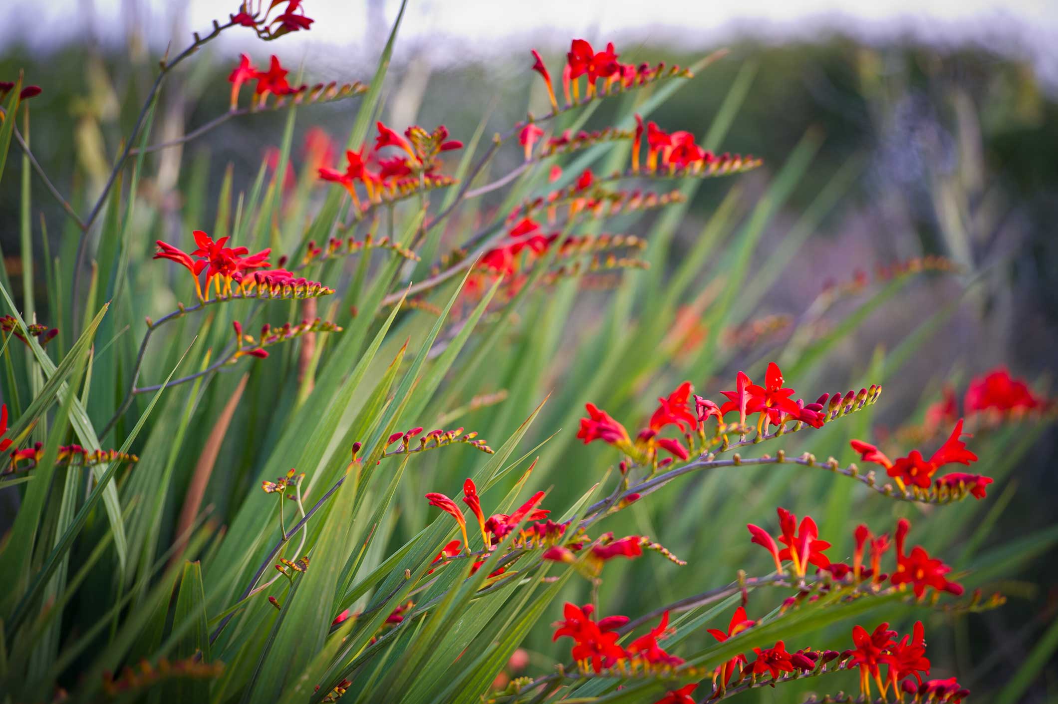Lucifer Crocosmia (Montbretia) P. Allen Smith