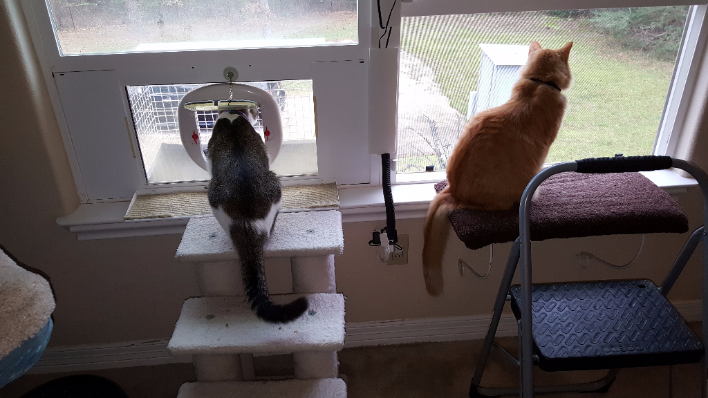 Luxury Cat Boarding The Woodlands Take a Tour Pawz With Us