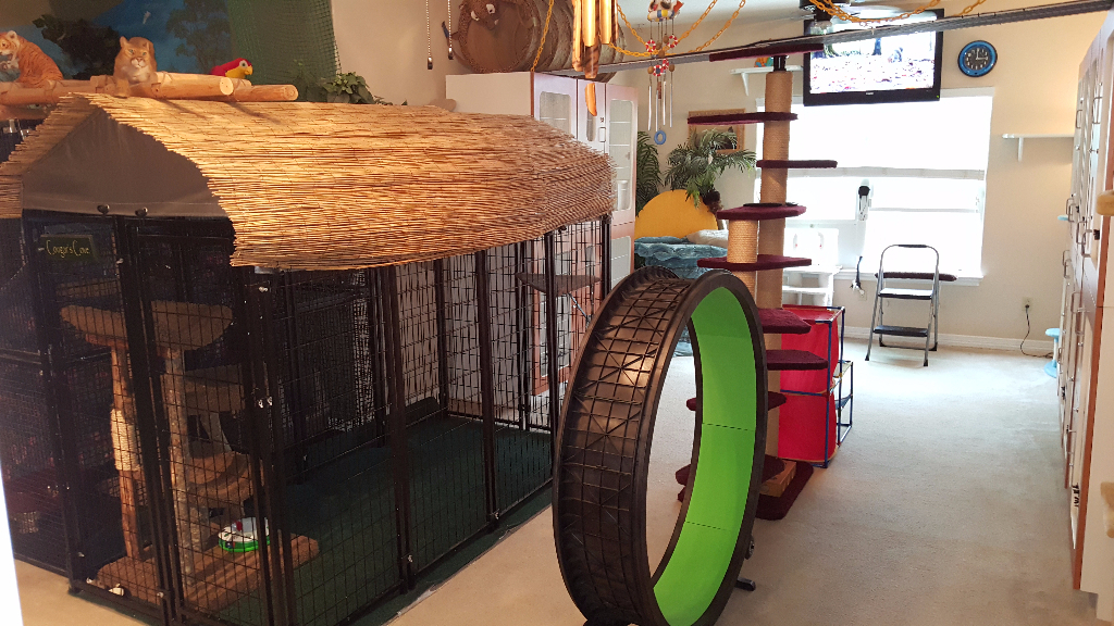 Luxury Cat Boarding The Woodlands Take a Tour Pawz With Us