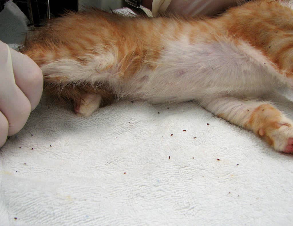 How to Tell if Your Cat Has Fleas 8 Telltale Signs Pest