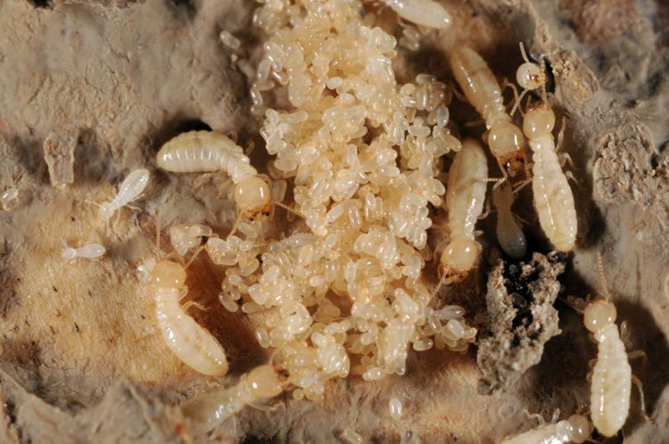 Termite Eggs What Do Termite Eggs Look Like? [10+ Pictures]