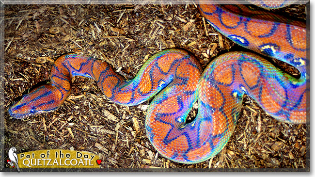 Quetzalcoatl Brazilian Rainbow Boa November 11, 2012