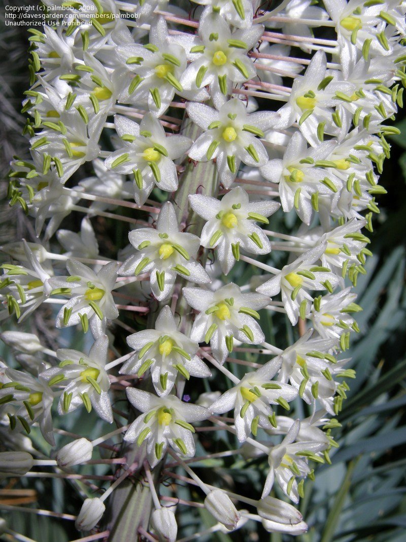 PlantFiles Pictures Red Squill, Sea Onion, Giant White