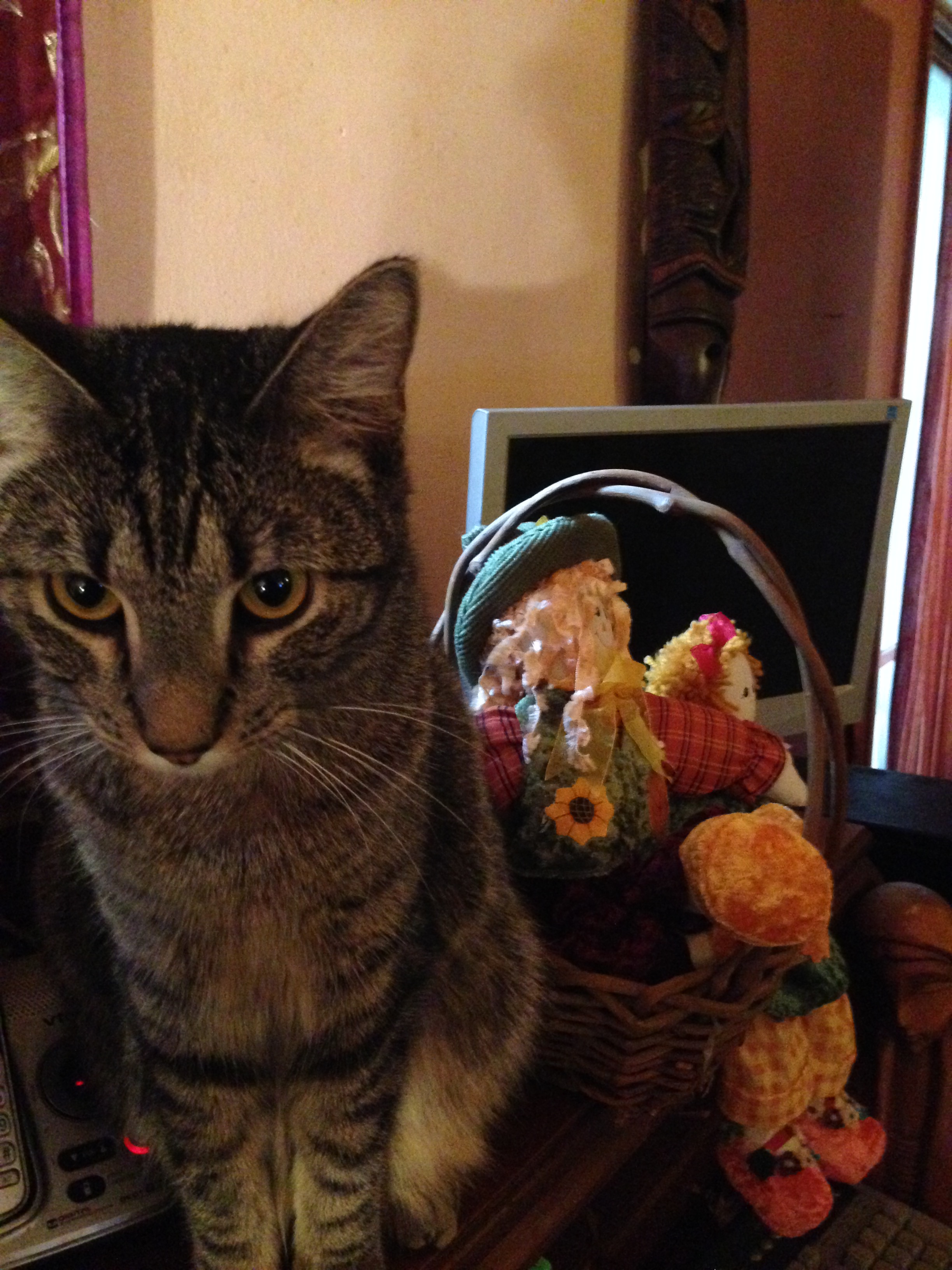 The Webbed Feet of Domestic Cats