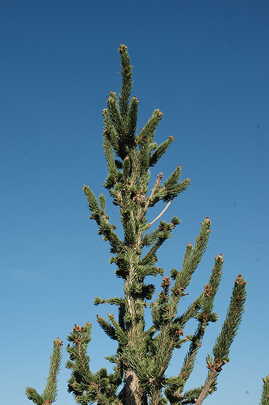 Hillside Upright Norway Spruce (Picea abies 'Hillside
