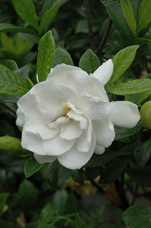August Beauty Gardenia (Gardenia jasminoides 'August