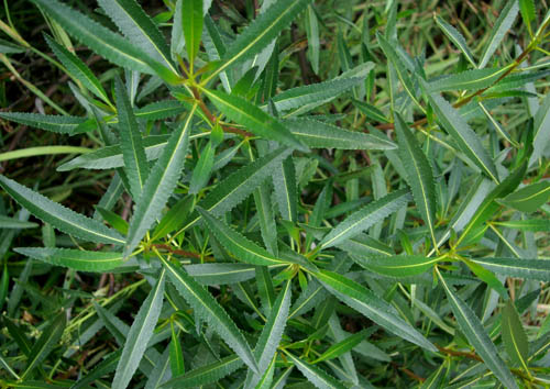 Yerba Santa Herban Wellness