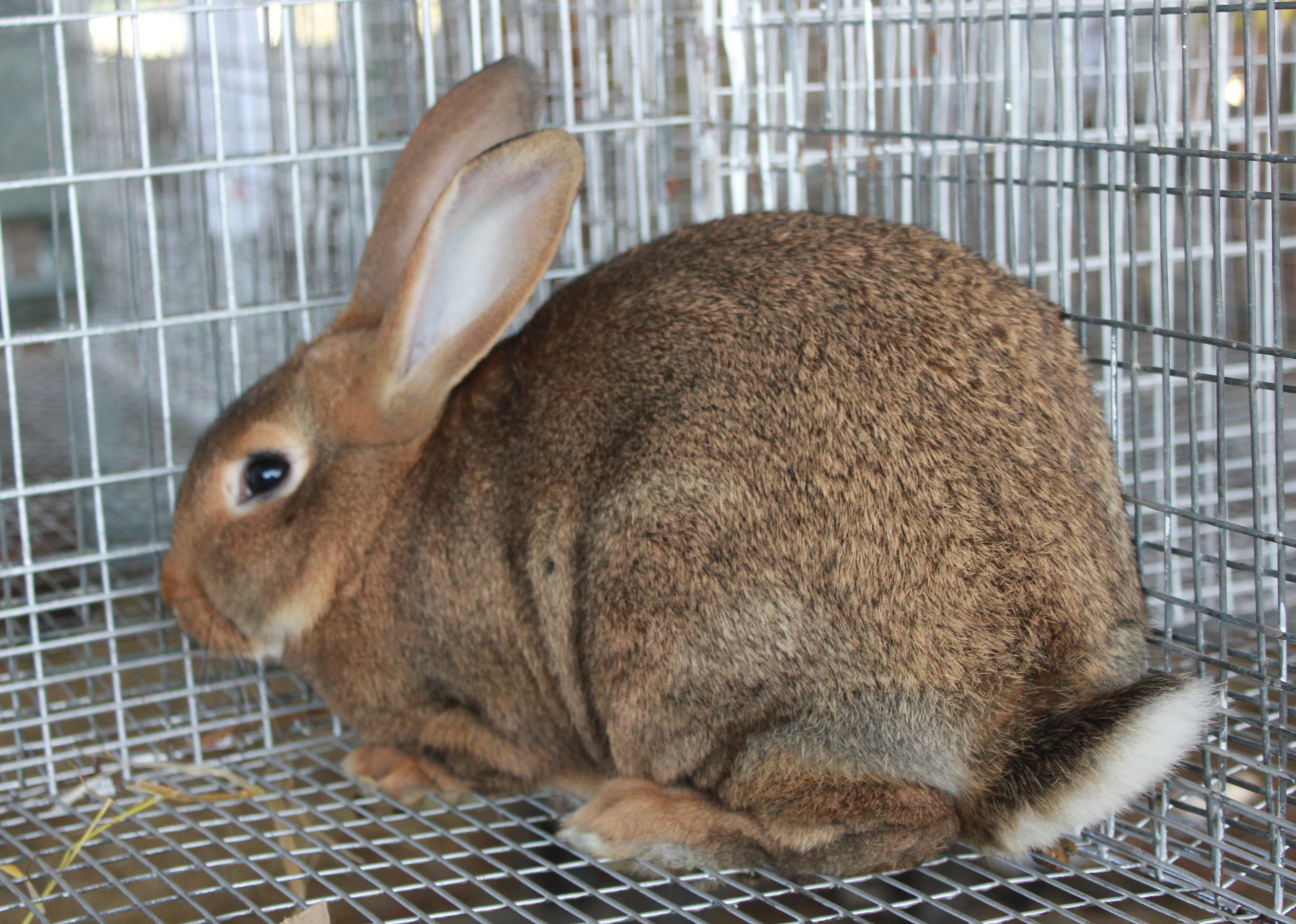Chestnut Chestnut Agouti New Zealand Rabbit Pocket Pause
