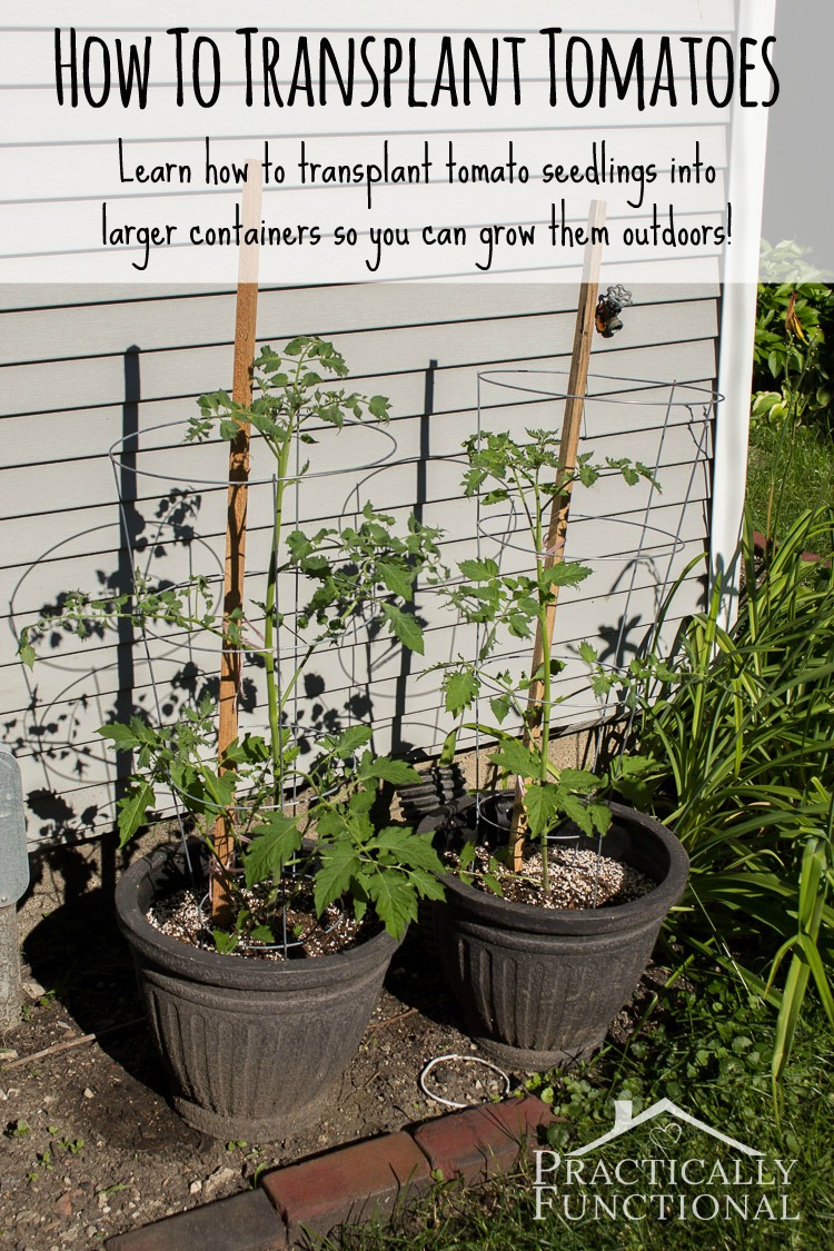 How To Transplant Tomato Seedlings Into Larger Containers