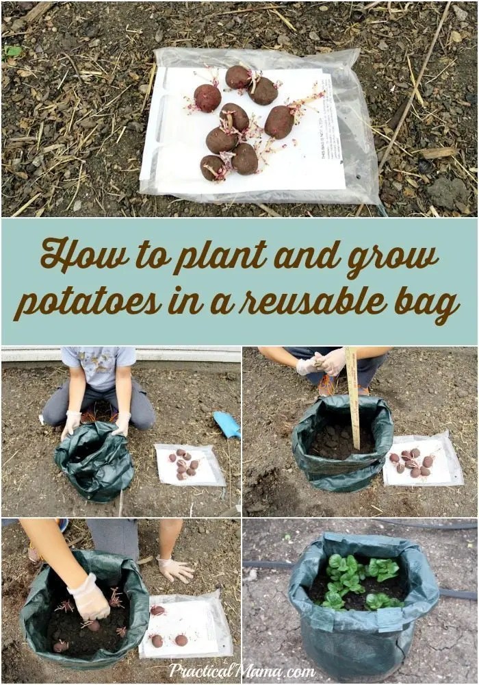 How to grow potatoes in a reusable bag Practical Mama
