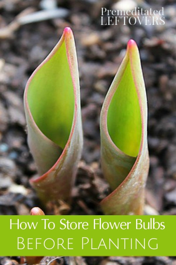 How to Store Flower Bulbs Before Planting