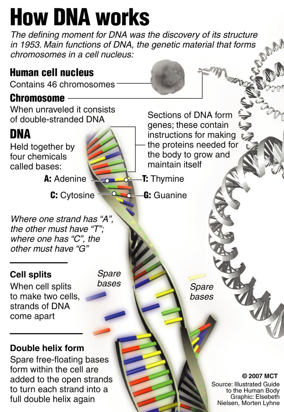 Dna Worksheet